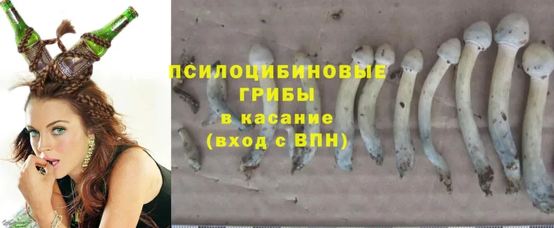 где купить наркотик  блэк спрут зеркало  Псилоцибиновые грибы Psilocybe  Богучар 